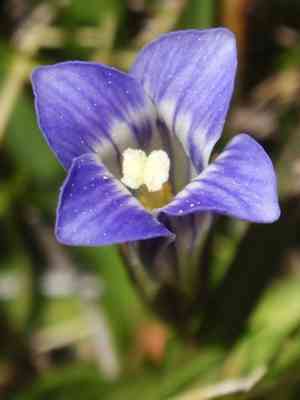 Sierra fringed gentian(Gentianopsis holopetala)