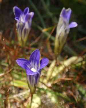 Sierra fringed gentian(Gentianopsis holopetala)