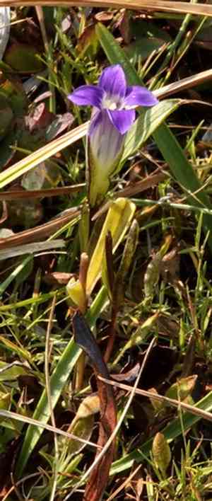 Sierra fringed gentian(Gentianopsis holopetala)
