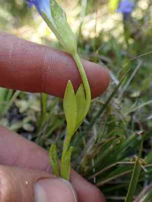 Oneflower fringed gentian(Gentianopsis simplex)