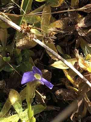 Oneflower fringed gentian(Gentianopsis simplex)
