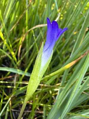 Oneflower fringed gentian(Gentianopsis simplex)