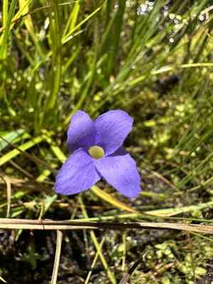 Oneflower fringed gentian(Gentianopsis simplex)