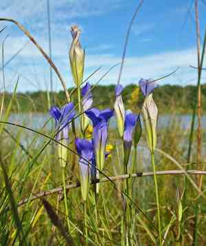 Lesser fringed gentian(Gentianopsis virgata)