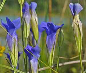 Lesser fringed gentian(Gentianopsis virgata)