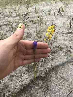 Lesser fringed gentian(Gentianopsis virgata)