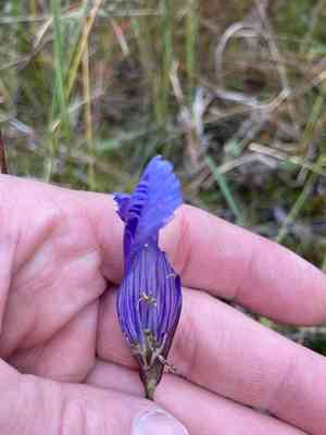 Lesser fringed gentian(Gentianopsis virgata)