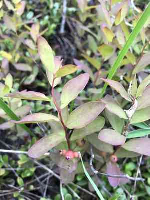 Northern comandra(Geocaulon lividum)