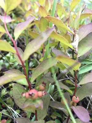 Northern comandra(Geocaulon lividum)