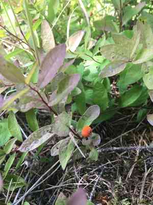 Northern comandra(Geocaulon lividum)