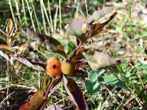 Northern comandra(Geocaulon lividum)