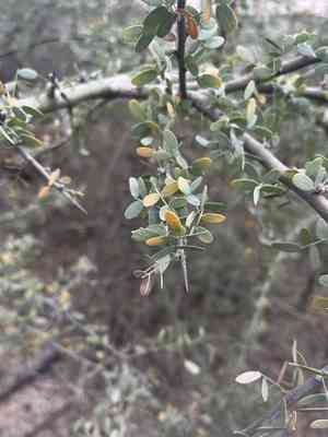 Chañar(Geoffroea decorticans)