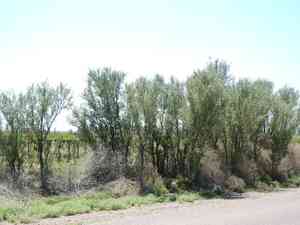 Chañar(Geoffroea decorticans)