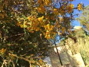 Chañar(Geoffroea decorticans)