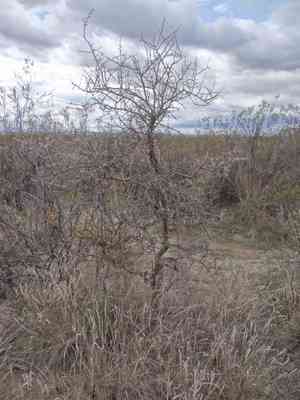 Chañar(Geoffroea decorticans)
