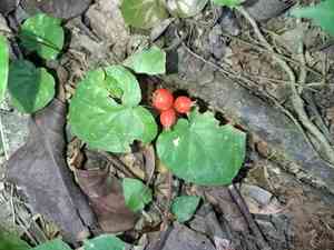 Corrida yerba de guava(Geophila repens)