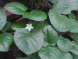 Corrida yerba de guava(Geophila repens)