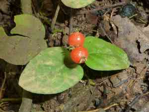 Corrida yerba de guava(Geophila repens)