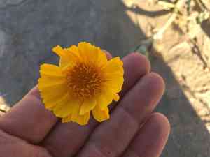 Desert gold(Geraea canescens)