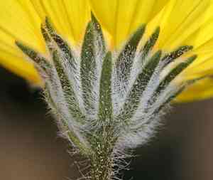 Desert gold(Geraea canescens)