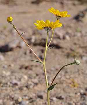 Desert gold(Geraea canescens)
