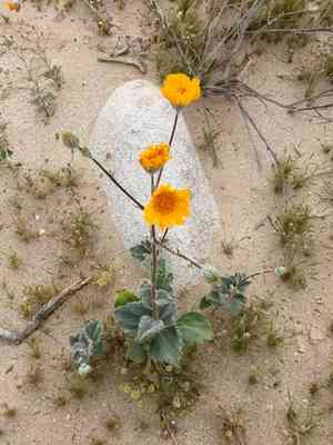 Desert gold(Geraea canescens)