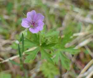 Bicknell's cranesbill(Geranium bicknellii)