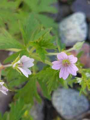 Bicknell's cranesbill(Geranium bicknellii)