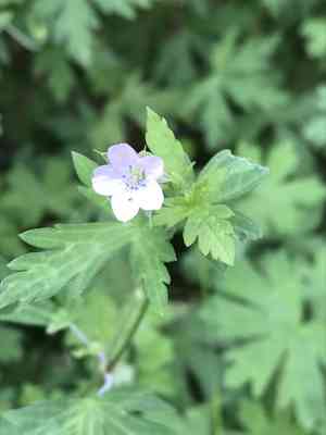 Bicknell's cranesbill(Geranium bicknellii)