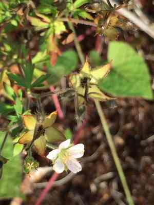 Bicknell's cranesbill(Geranium bicknellii)