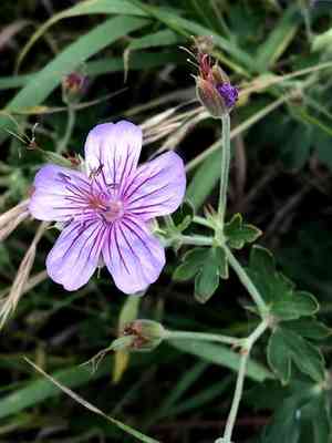 Pineywoods geranium(Geranium caespitosum)