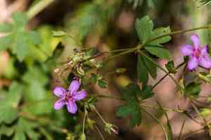 Pineywoods geranium(Geranium caespitosum)