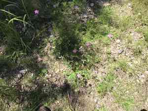 Pineywoods geranium(Geranium caespitosum)