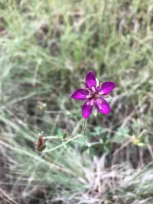 Pineywoods geranium(Geranium caespitosum)