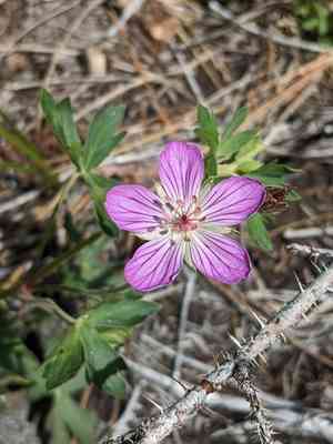 California cranesbill(Geranium californicum)