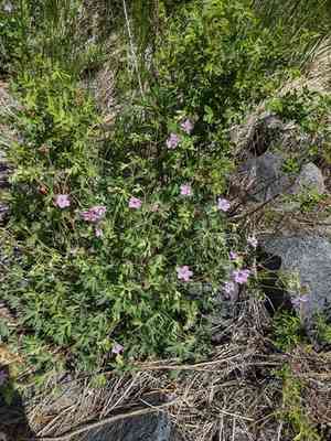 California cranesbill(Geranium californicum)