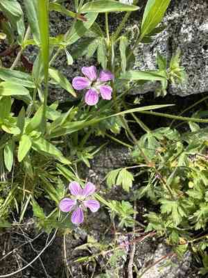 California cranesbill(Geranium californicum)