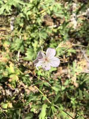 California cranesbill(Geranium californicum)