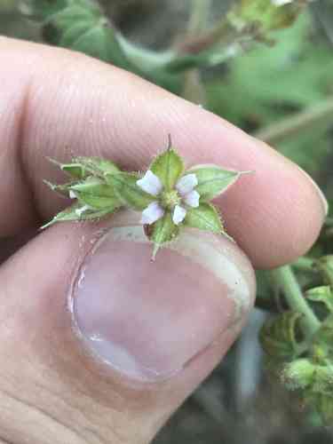 Carolina geranium(Geranium carolinianum)
