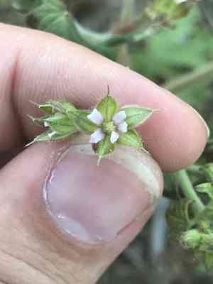 Carolina geranium(Geranium carolinianum)