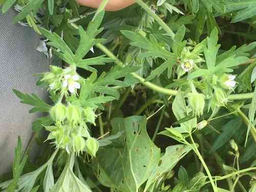 Carolina geranium(Geranium carolinianum)