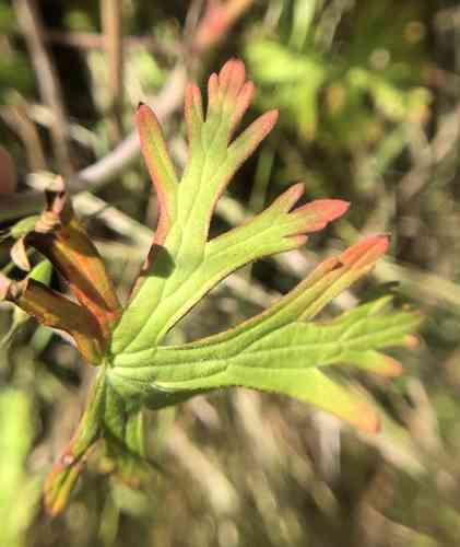Carolina geranium(Geranium carolinianum)