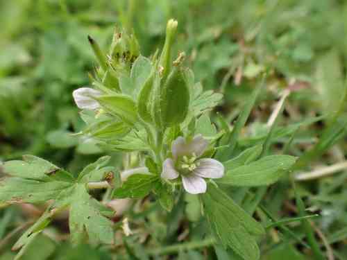 Carolina geranium(Geranium carolinianum)