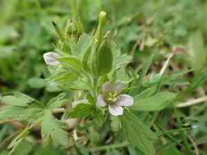 Carolina geranium(Geranium carolinianum)