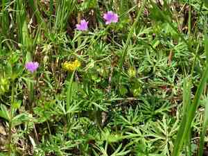 Longstalk cranesbill(Geranium columbinum)