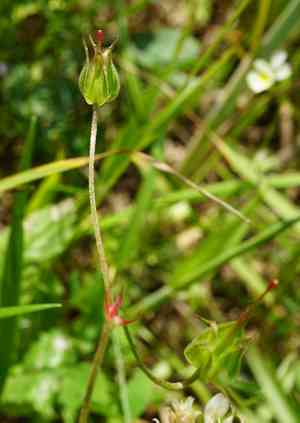 Longstalk cranesbill(Geranium columbinum)