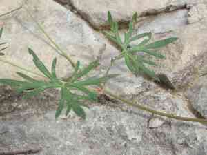 Longstalk cranesbill(Geranium columbinum)