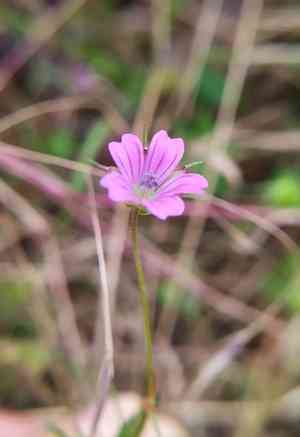 Longstalk cranesbill(Geranium columbinum)