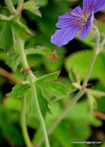 Himalayan crane's-bill(Geranium himalayense)