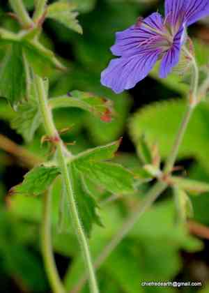 Himalayan crane's-bill(Geranium himalayense)